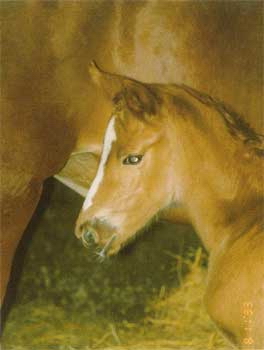 Kattintsra bezr (ESC)