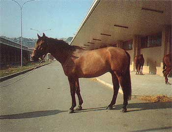 Kattintásra bezár (ESC)