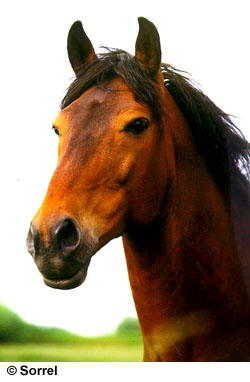 Kattintásra bezár (ESC)