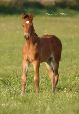 Kattintsra bezr (ESC)