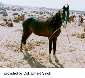 marwari02.jpg
