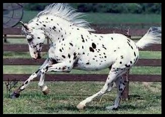 http://www.lovasok.hu/images/Lofajtak/appaloosa24.jpg