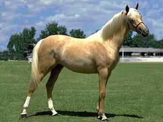 Palomino l