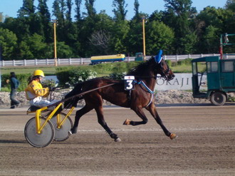 http://www.lovasok.hu/images/Lofajtak/standardbred04.jpg