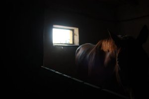 Ódor Júlia pályaműve: Mi kell a llónak? Fény, szabadság!