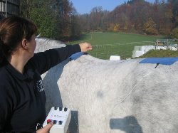 Lovak fizioterpija MET ingerram kezelssel