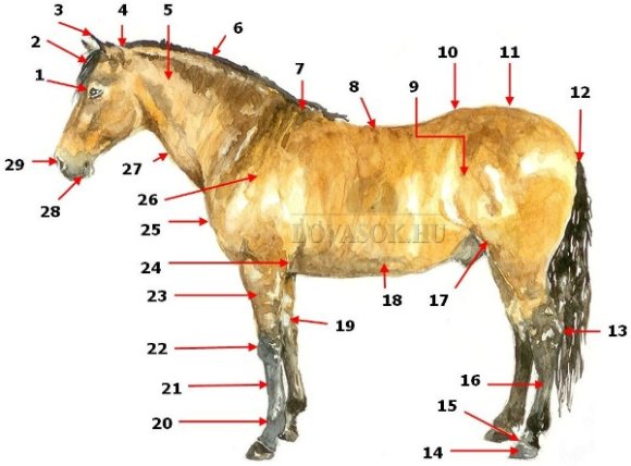 Katt. a képre a nagyításhoz - A ló testtájai