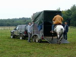 Monty Roberts, Parelli, suttogk