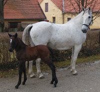 Lipicai csikó - ha megnő, ő is szürke lesz