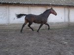 elad l