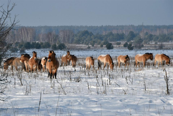 przewalski3_600.jpg