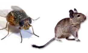Rgcsl s rovarirts
