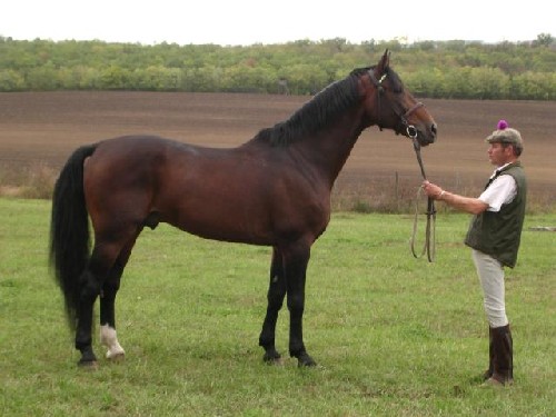 http://www.lovasok.hu/images/upload/furioso1%20500.jpg