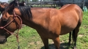 Eladó 8 éves quarter horse kanca 
