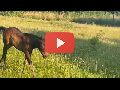 8 hnapos  - Lovasok.hu