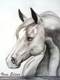lovas rajzok készítése film