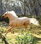 Az ezüst Brumby lovas film