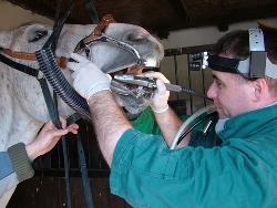 Ló szakszerű fogászati kezelése