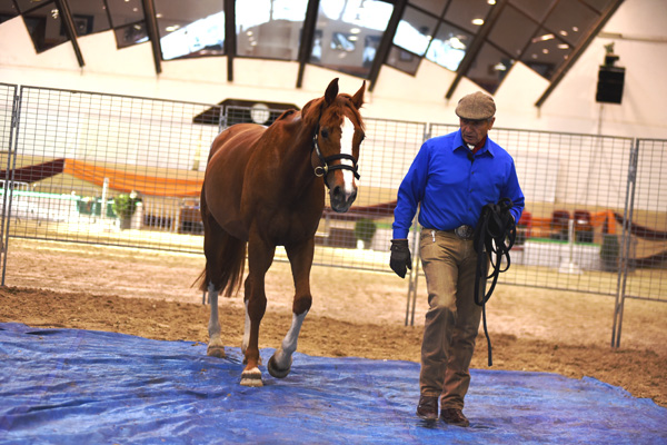 A magyar lovak bizalmát is elnyerte Monty Roberts | Lovasok.hu