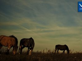 Védőoltás, féreghajtás lovaknak | dr. Mérő Gábor állatorvos