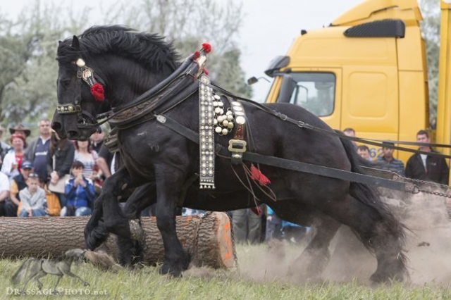Lóerők csatája: Nemzetközi Rönkhúzó Verseny képekben | Lovasok.hu