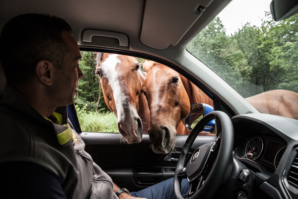 Még 18 képünk van Török Györgyről, lovairól és a Volkswagen Amarokról. Kattints a képre a galéria megtekintéséhez.