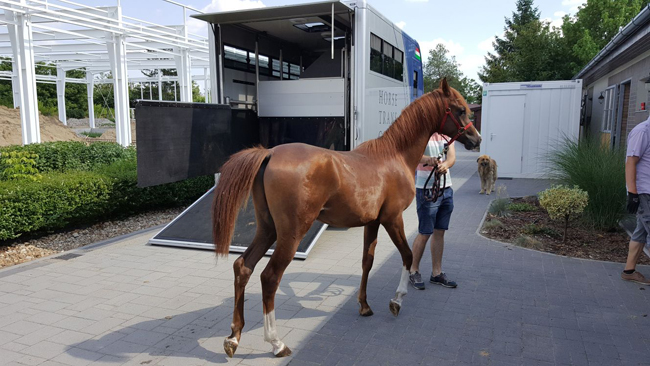 Érdekel, hogy utaznak a lovak a Horse Trans Cargo-nál? Kattints a képre a galéria megtekintéséhez.