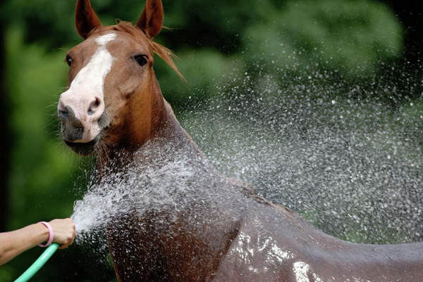 Legyen közös élmény a lófürdetés! - írott és íratlan szabályok