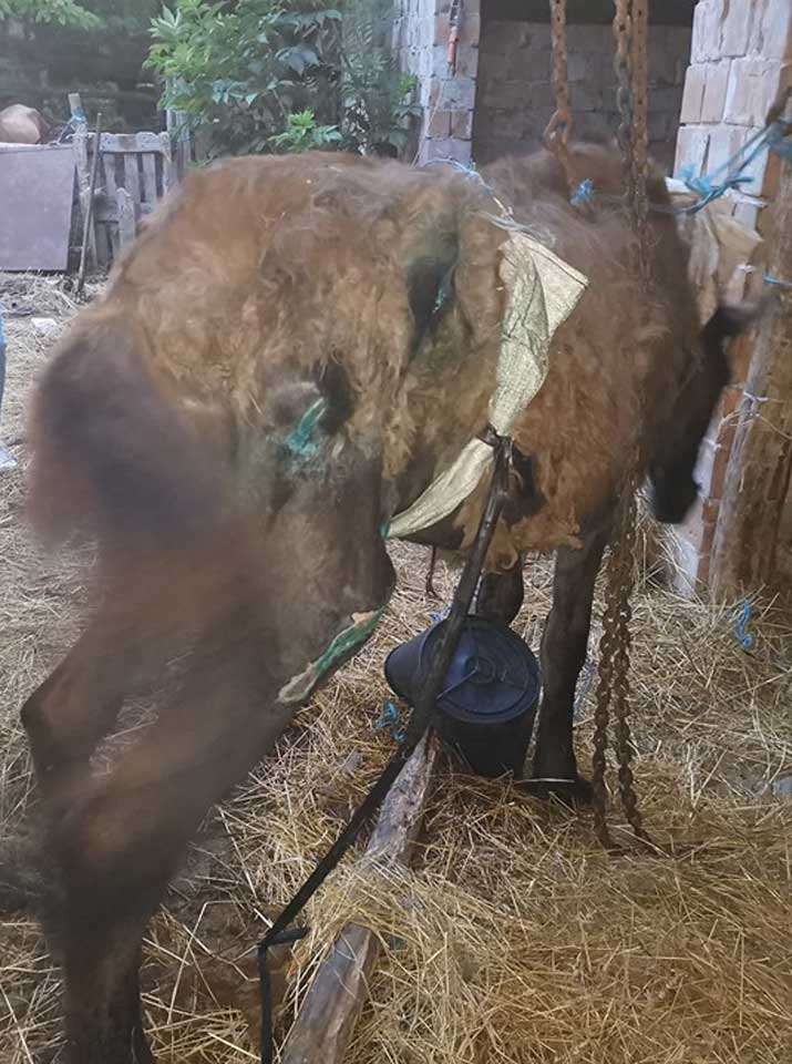 A láncra felkötött ló, Bojtár. / Fotó: bottyanequus.com