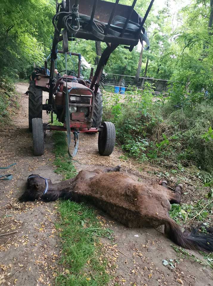 A földön fekvő ló Bóbita, akit a tulajdonos egy trágyadobra akart kihordni. / bottyanequus.com