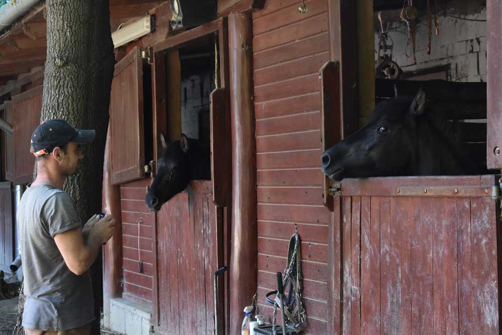 Visi Róbert, a lovak gondozója rendszeresen szórakoztatja a beteg lovakat.
