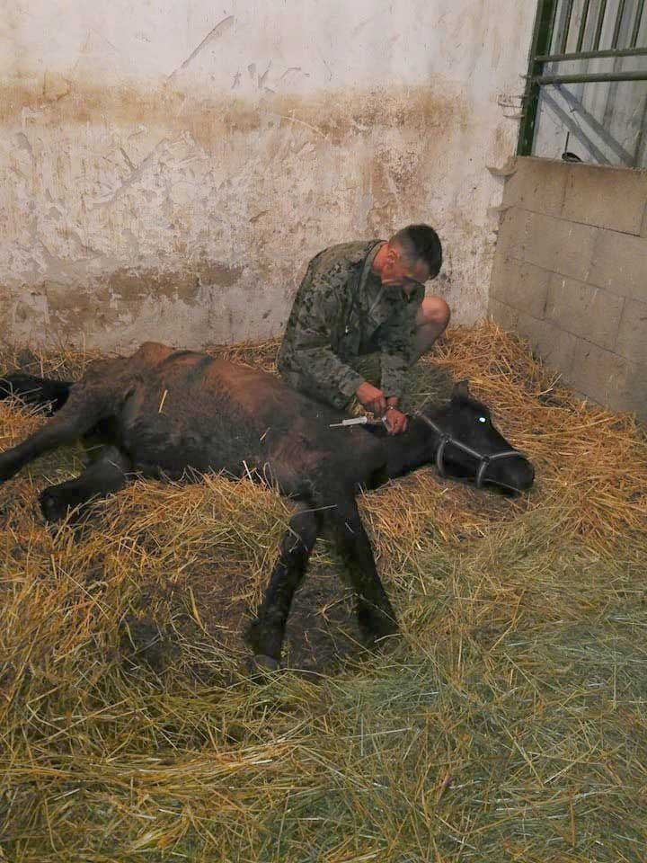 A sokat szenvedett Bojtár szakszerű ellátást kapott az óvóhelyen. / Fotó: bottyanequus.com