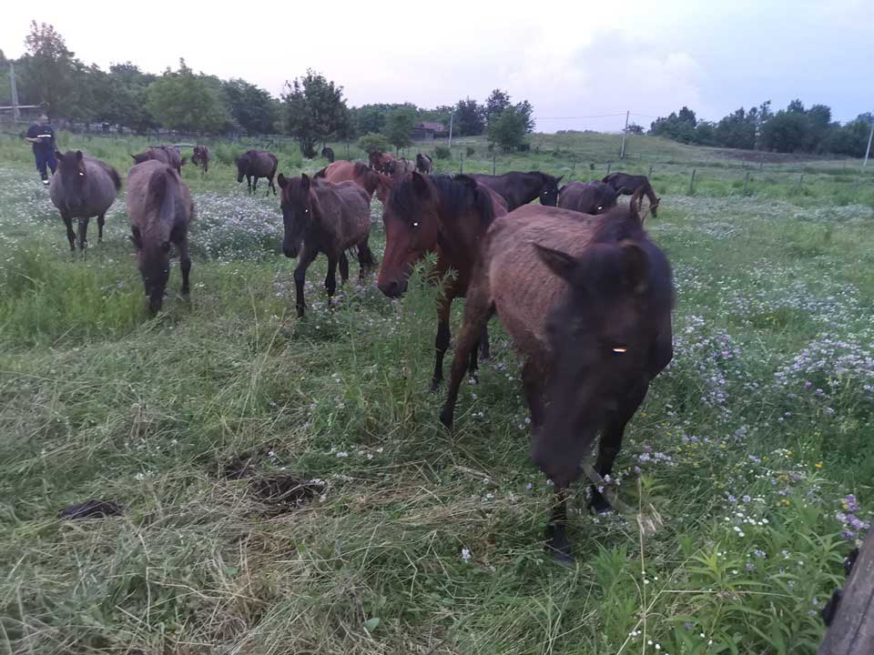 A helyszínen lévő többi ló sorsa erősen kérdéses. / Fotó: bottyanequus.com