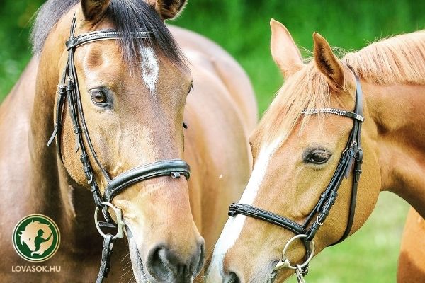 Fiatal lovak világbajnokságán jártak a magyar lovak