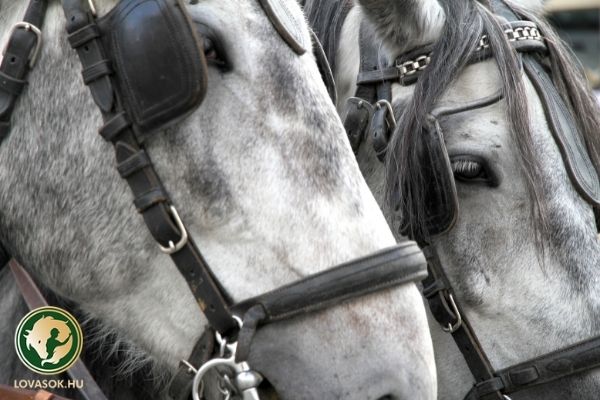 Rangos elismerést kapott a kettesfogathajtó válogatott