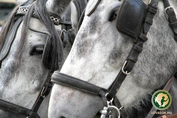 FEI Fedettpályás Világkupa Szezonra minősült hajtók