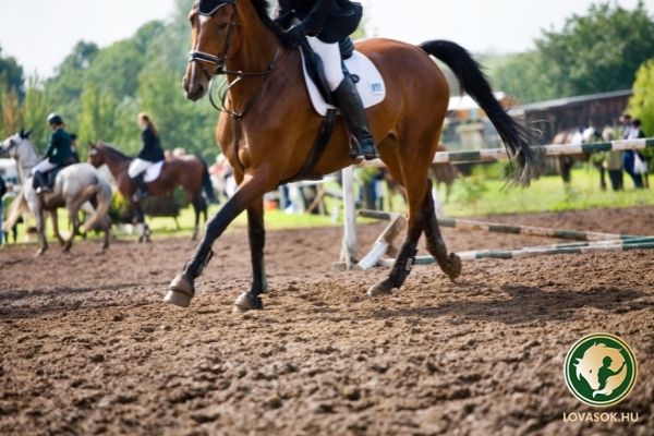 A díjugrató sport történelmében először a Diósgyőri VTK a legjobb egyesület