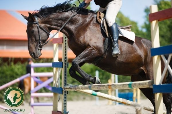 Szoros versenyben Szuhai Péter nyerte Jármy Vince előtt a fiatal lovasok pontvadászatát