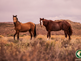 Lovas szólások, közmondások