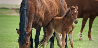 Mi történik Dióspusztán?