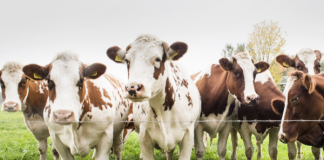 Fogyatkozó állattartási kedv