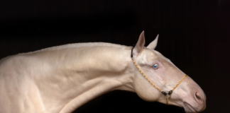 Türkmenisztán elnöke kiáll a lovas ágazatért