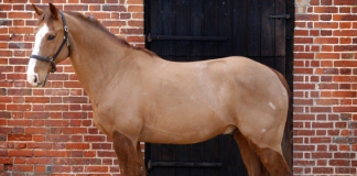 Játssz Te is a Lovasok.hu nyereményjátékában és nyerj lónyírást!