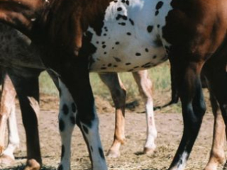 Pej sabrak tarka