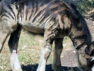 Pej zebroid csíkozással