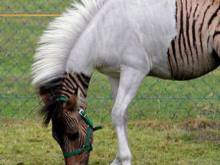 Zebra tarka