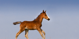 Génmódosított csikók születtek Argentínában