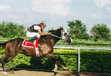 Miért válik egyre népszerűbbé a mobil online kaszinó verzió a lókedvelők körében?