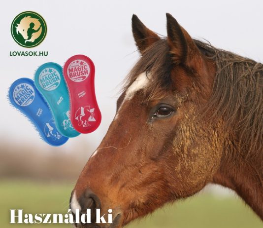 Téli Lóápolás: Hogyan tartsuk tisztán és egészségesen lovunkat a sár és a hideg idején?