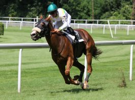 A lovassportban használt leggyakoribb lófajták